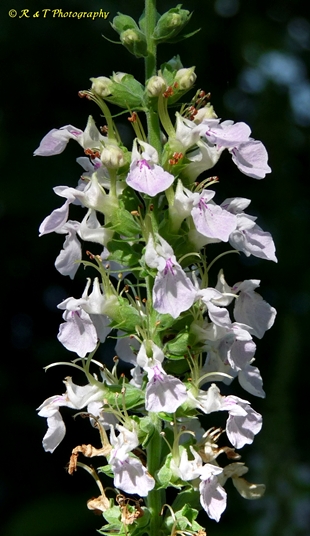 {Teucrium canadense}